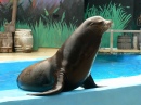 Seal