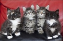 Mixed Quartet puzzle on TheJigsawPuzzles.com