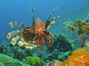 Lionfish in Comodo, Indonesia
