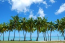 Palm Trees, Cook Islands