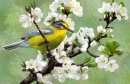 Yellow Bird and Cherry Blossoms