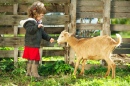 Little Girl Feeding a Goat