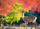 Nara Deer in Japan Park