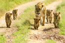 Lioness Walking Her Cubs