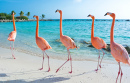 Pink Flamingoes, Aruba Island