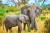 Elefantenmutter und -baby in Afrika