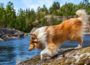 Collie-Hund genießt die Natur