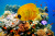 Peixes tropicais em um recife de coral