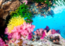 A Beautiful, Exotic Tropical Reef Covered With Vibrant Soft and Hard Corals and A Yellow Crinoid In Clear Water.