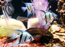 Fishs In Aquarium. Color Fish and Coral In Aquarium..