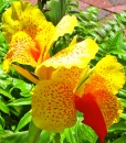 Canna - Yellow/Red Flower