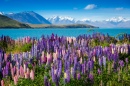 Mountain Lake with Lupins Blooming