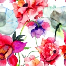 Peony Flowers Watercolor