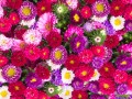 Red, Pink and Violet Aster Flowers