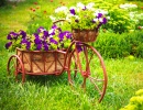 Old Bicycle with Basket of Flowers