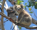 Wild Koalas in Victoria, Australia