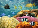 Colorful Corals and Tropical Fish