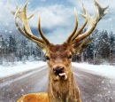 Deer on a Winter Country Road