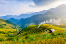 Rice Terraces in Mu Cang Chai, Vietnam