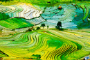 Rice Terraces in Laocai Province, Vietnam