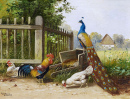 Farmyard with Peacock