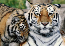 Siberian Tiger with Cub