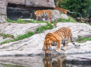Bengal Tiger Drinking Water