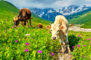 Cattle on a Mountain Pasture