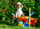 Jack Russell Terrier in the Garden