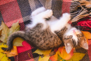 Little Kitten on a Cozy Blanket