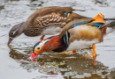 Wild Mandarin Ducks