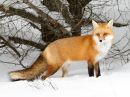 Red Fox Hunting in the Snow