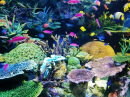 Tropical Fish in the Aquarium