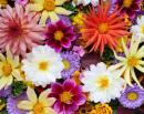 Dahlias and Asters