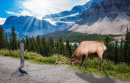 An Elk in the Canadian Rockies