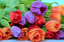 Tulipes fraîches rouges, oranges et violettes