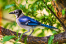 Pássaro Blue Jay em um galho