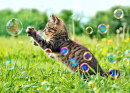 Котенок играет с мыльными пузырями