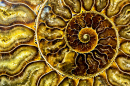 Concha de Nautilus fossilizada fractal