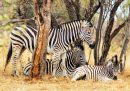 Семья зебр отдыхает в тени